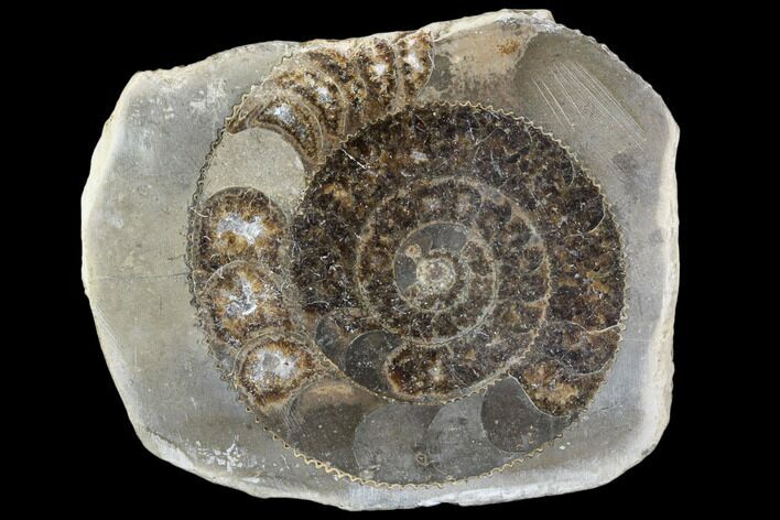 Polished Ammonite (Dactylioceras) Half - England #103780